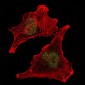 SUZ12 Antibody